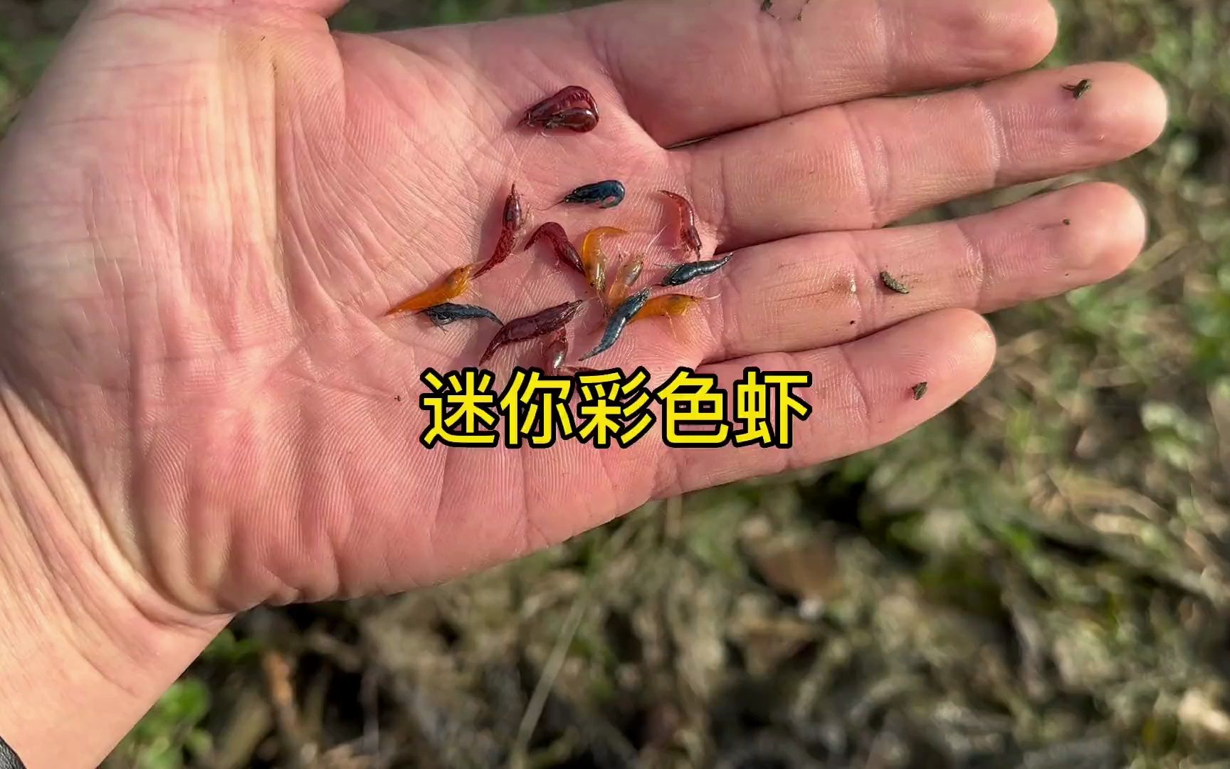 今天在小水沟逮到好多彩色虾，这种彩色虾我还是第一次见到