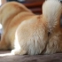  [柴犬Maru的日常]毛绒绒的……柴屁 (｡･ω･)ﾉﾞ