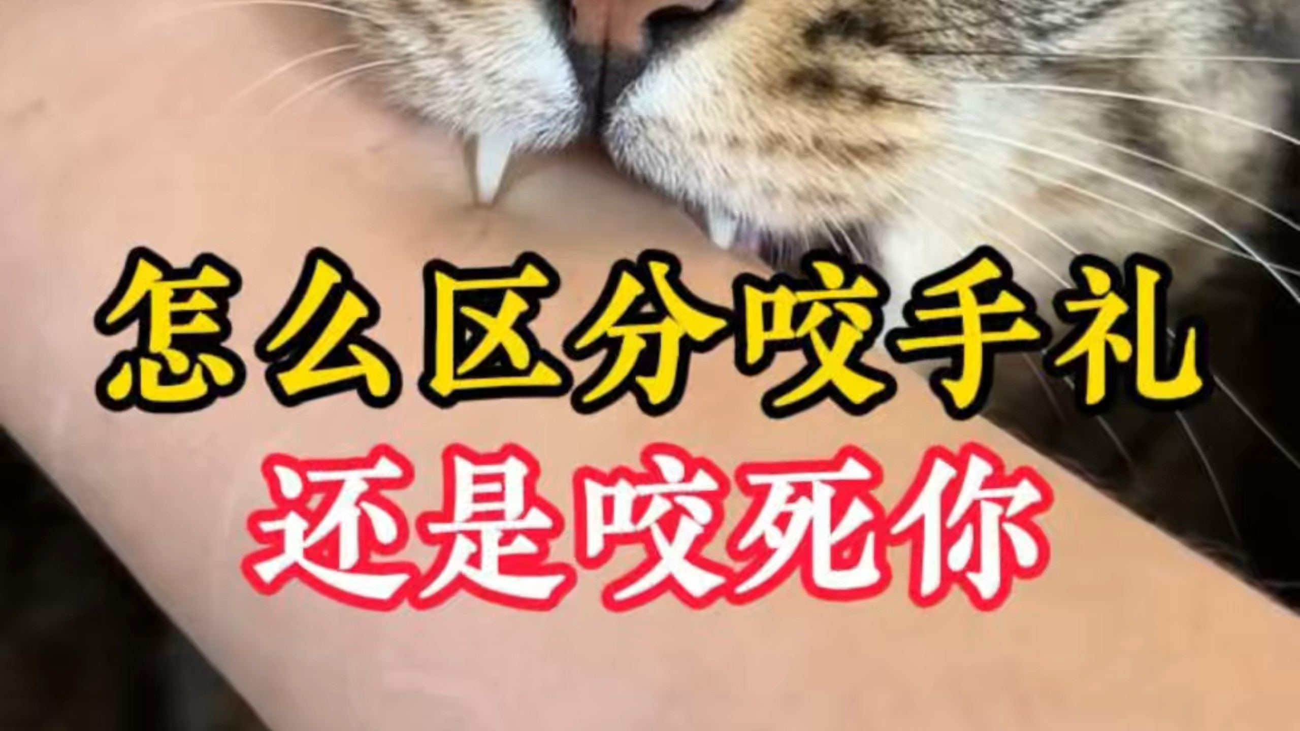 怎么区分咬手礼还是咬死你？