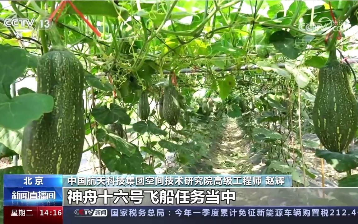 航天与生活 走上餐桌 航天育种培育出的超级蔬菜