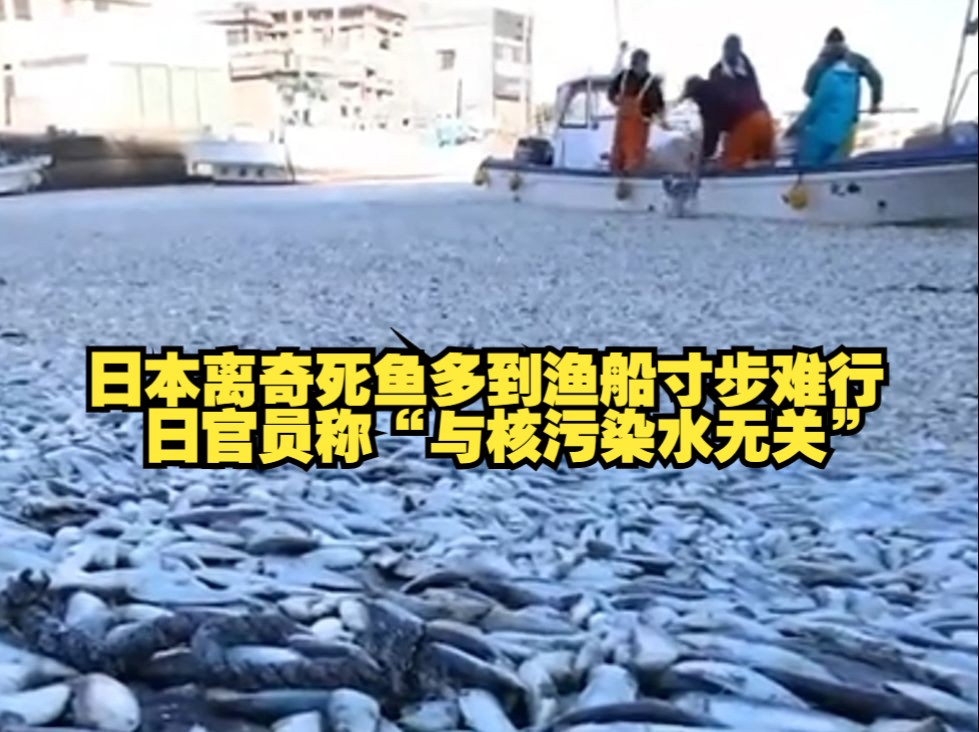 日本离奇死鱼多到渔船寸步难行！日官员称“与核污染水无关”