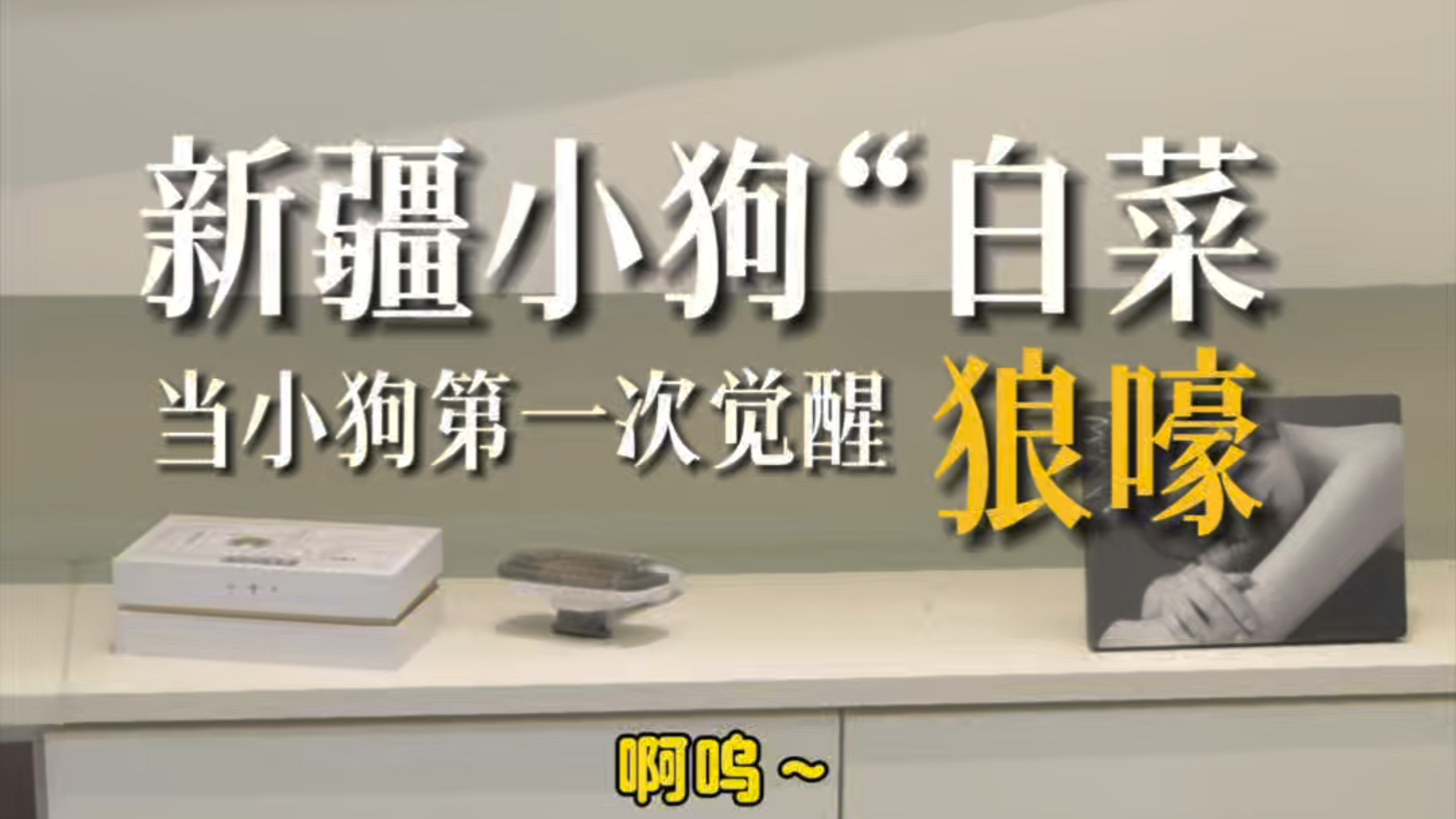 当小狗第一次觉醒“狼嚎