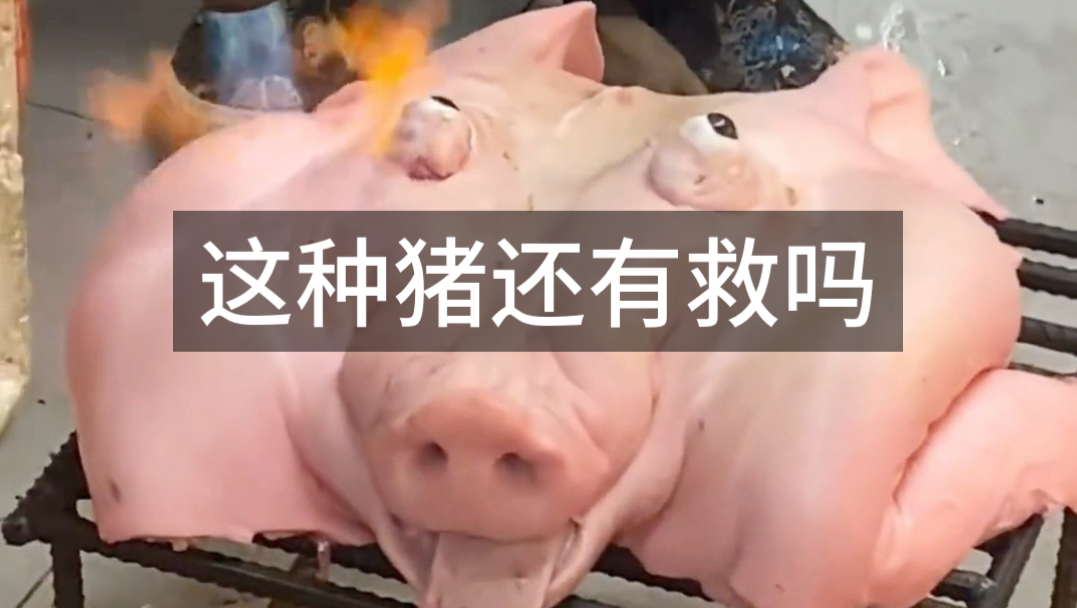 这种猪还有救吗