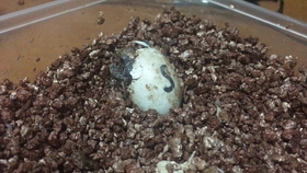 乌龟的视频儿童看的 ebd85c585c5eeb5136555714e3ac97cf92ddfdfe.jpg@280w_158h_1c_100q.jpg