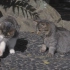 【纪录片】岩合光昭的猫步走世界 之「神戸」