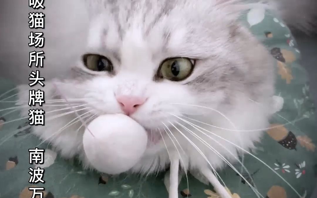 《明日喵法》：猫界出现了专门收割蛋蛋的恶人...