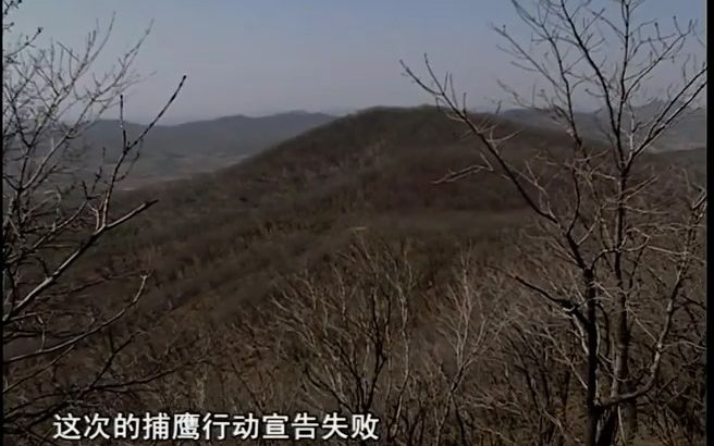 鹰王驯鹰全过程实录哔哩哔哩bilibili