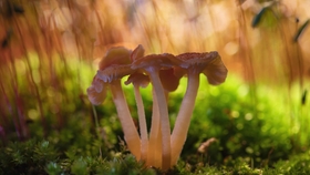 ec07ac7af33968abe6e27e09a3644fd00110e430.jpg@280w_158h_1c_100q.jpg