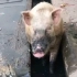 印度大街上水沟子里乘凉的猪。