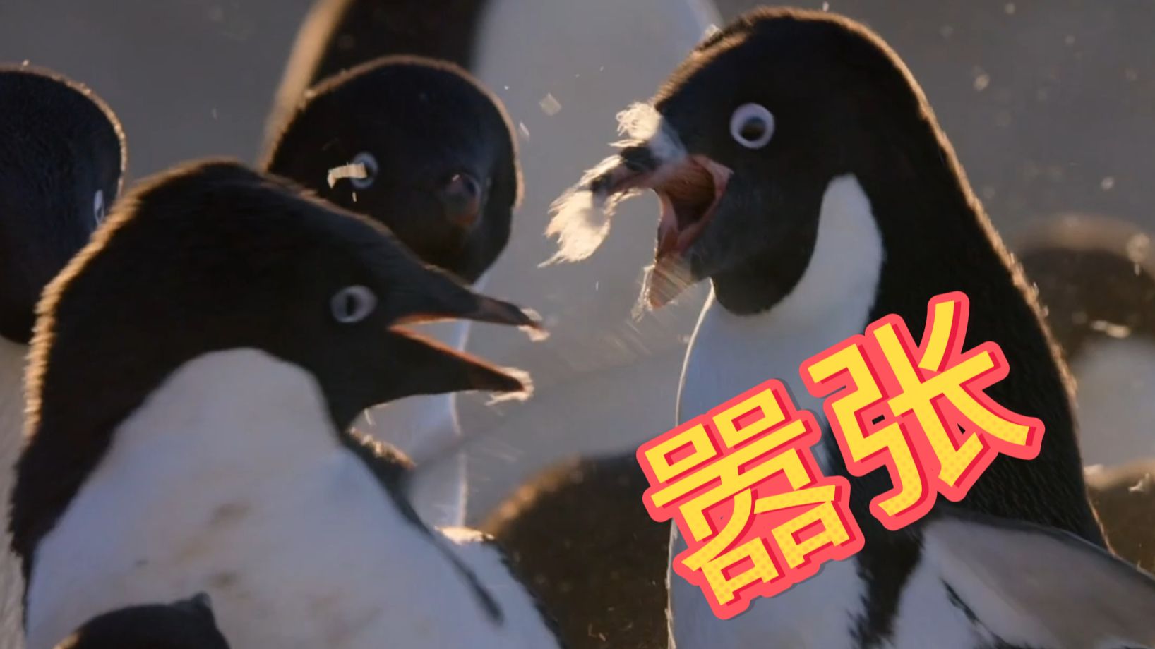 《 黑 鹅 势 力 》