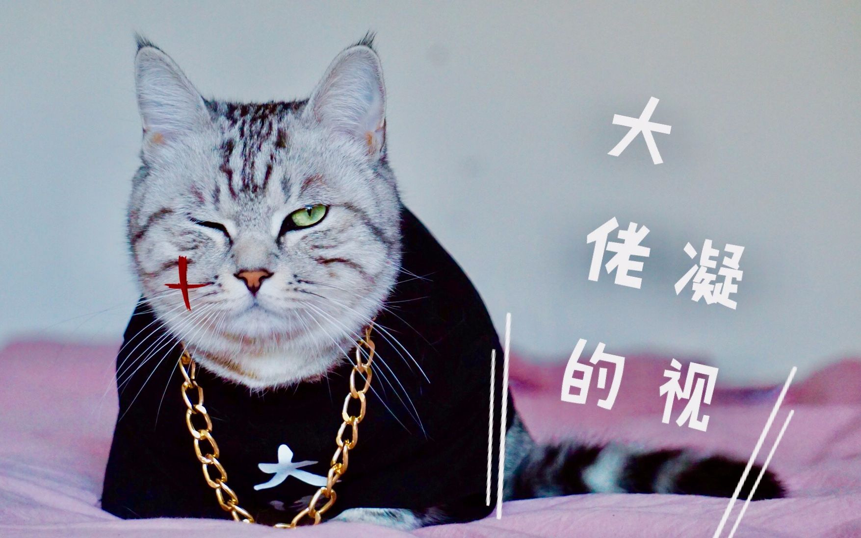 猫咪大佬装扮毫无违和感,扮演学渣入木三分,主人不得不交出小鱼干