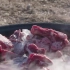 草原牧民冰煮羊肉 蒙古包中草原美食