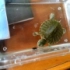 我家的小龟龟美味吃苍蝇，根本停不下来啊！！