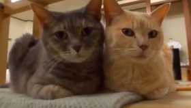 狗和猫的搞笑事件 ec432ed3f779611f63f2477ee3d7802f7aea50e9.jpg@280w_158h_1c_100q.jpg