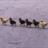 【转载】小鸭子过马路队形超整齐，像排练过一样