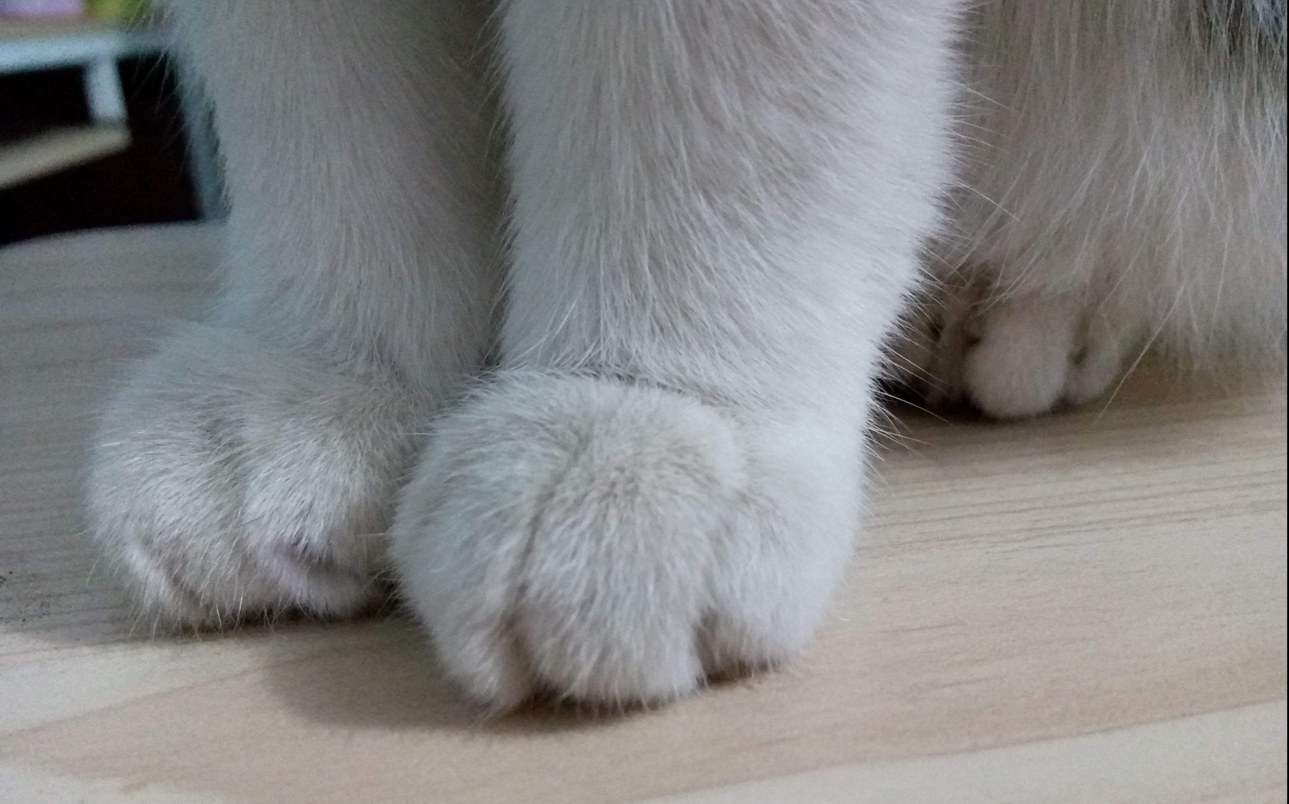 堆糖精选最新少女心猫咪动漫壁纸图片大全,一键收藏免费下载