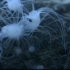 【海月水母】-水螅的进化过程