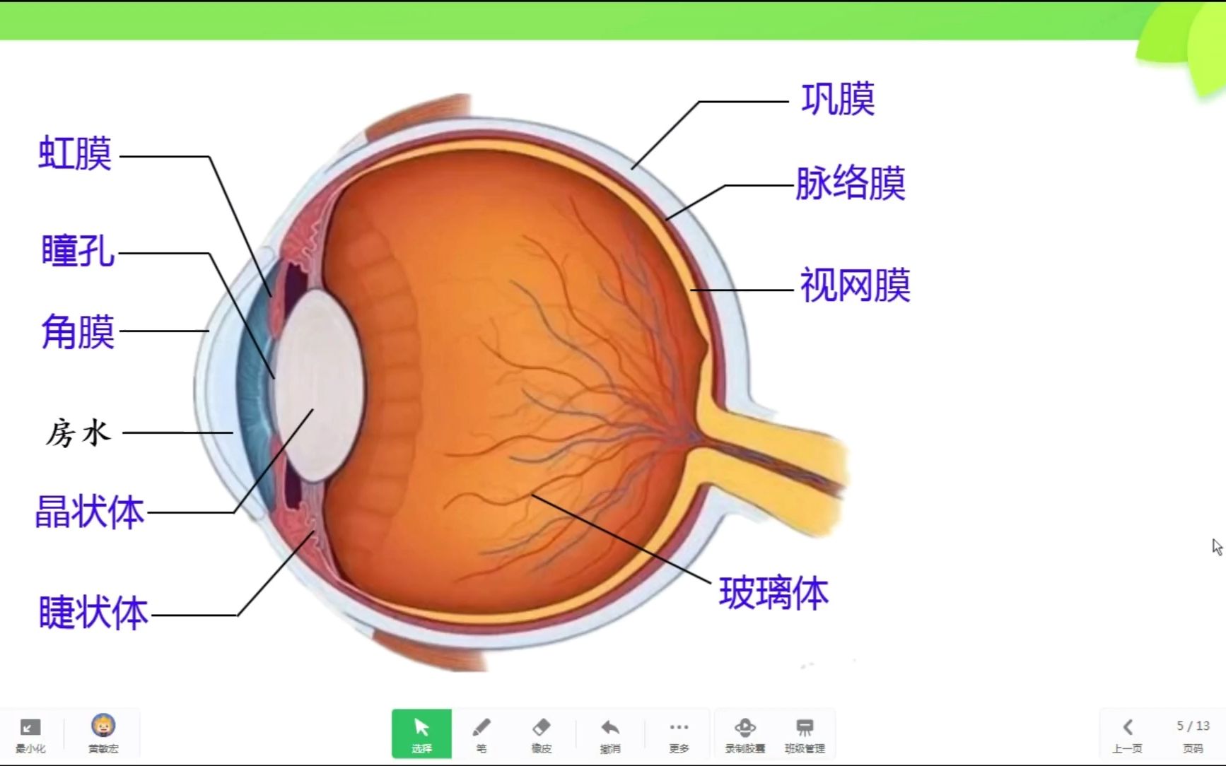 眼和视觉