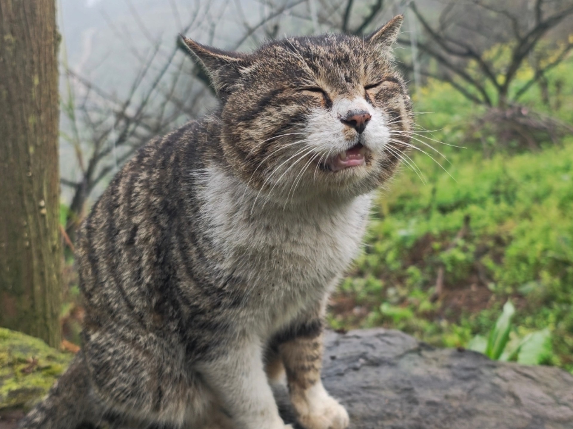 小猫走了很远的山路去找朋友，结果被抱回家，委屈巴巴