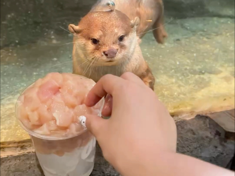当要回家的小水獭看见鱼肉