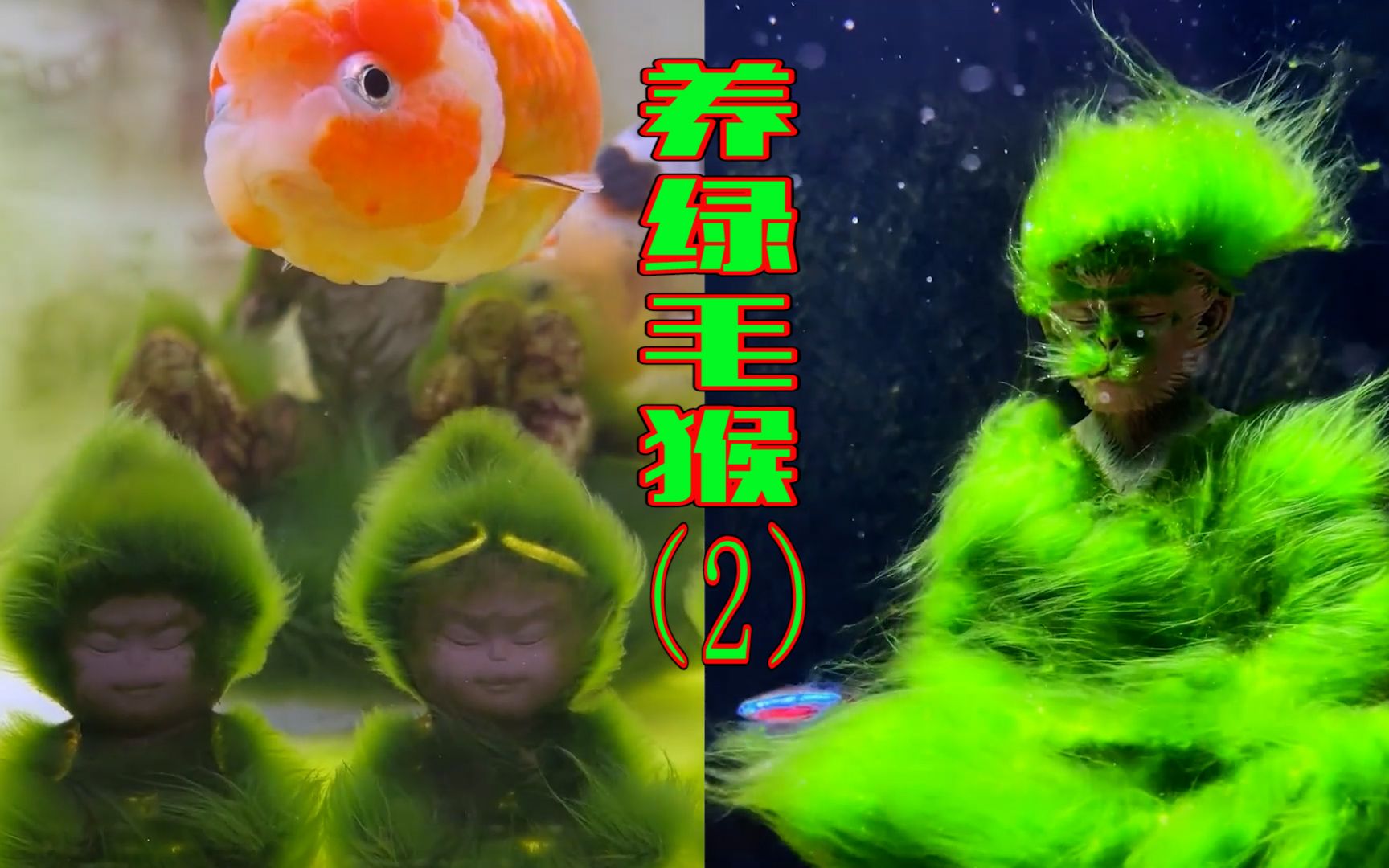 挑战在鱼缸里养一只“绿猴子”，为何频频翻车，气的差点砸鱼缸了