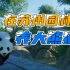 为了养大熊猫，我为它打造了苏州园林！【动物园之星#5】