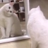 小猫照镜子集锦，笑喷了