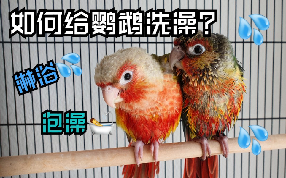 酷檀子小太阳如何给鹦鹉洗澡两种鹦鹉洗澡的方法总有一种适合你的鹦鹉