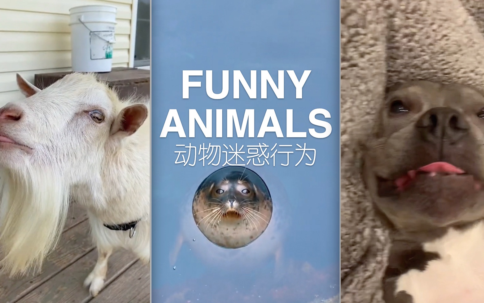 FUNNY ANIMALS ｜ 动物迷惑行为