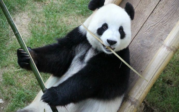 【大熊猫飞云】仓鼠脸飞云宝宝捞花