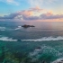 【安眠向】太平洋日出海潮声与白噪音，海岛清晨的大自然之歌