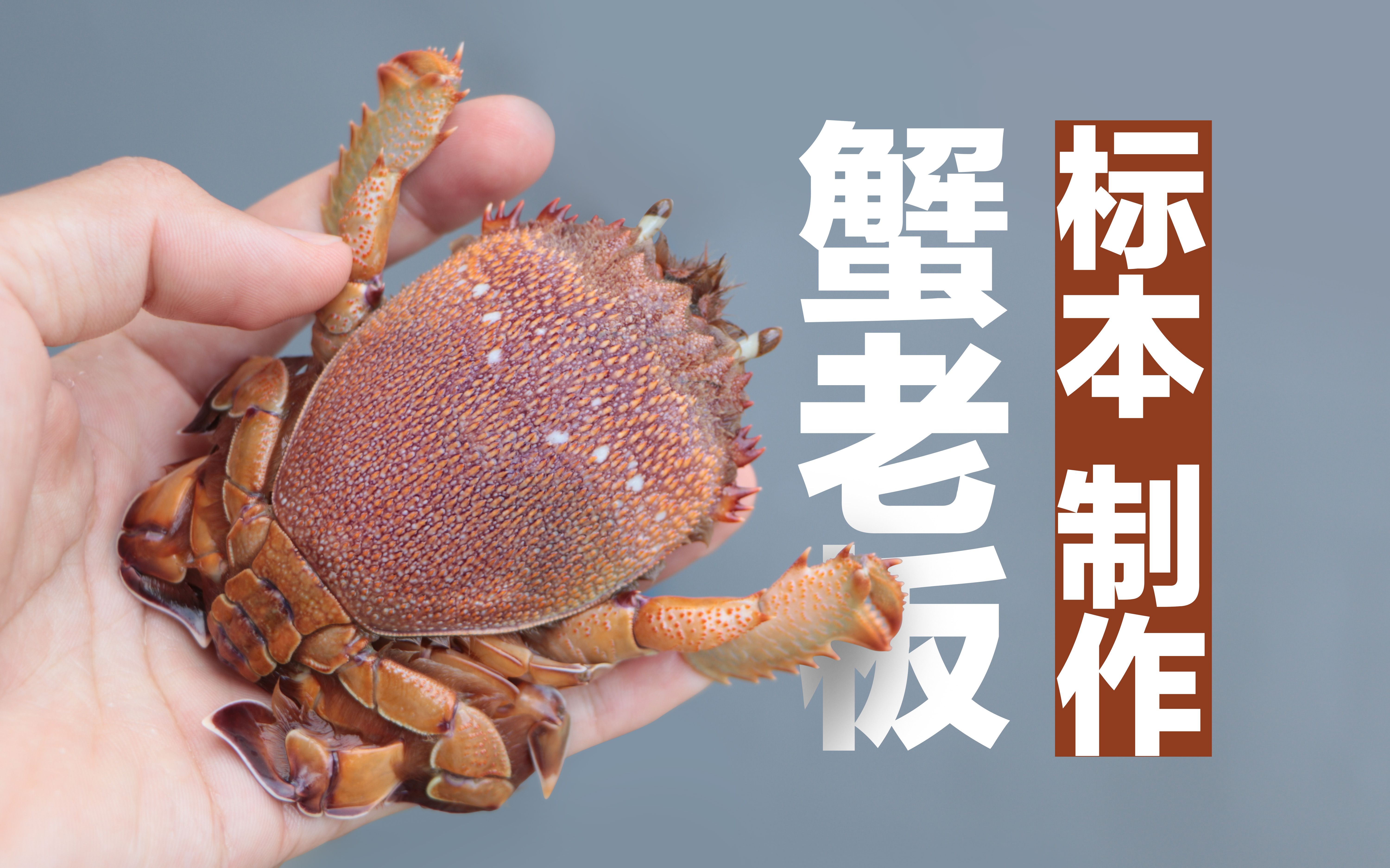 【螃蟹标本制作】把蟹老板抓来做标本！