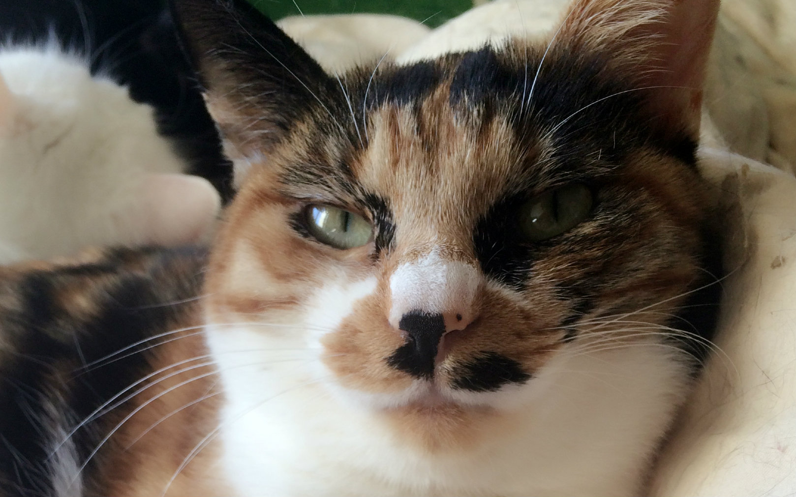 【虐猫狂魔井】-大半夜发个毛的视频啊!视频在