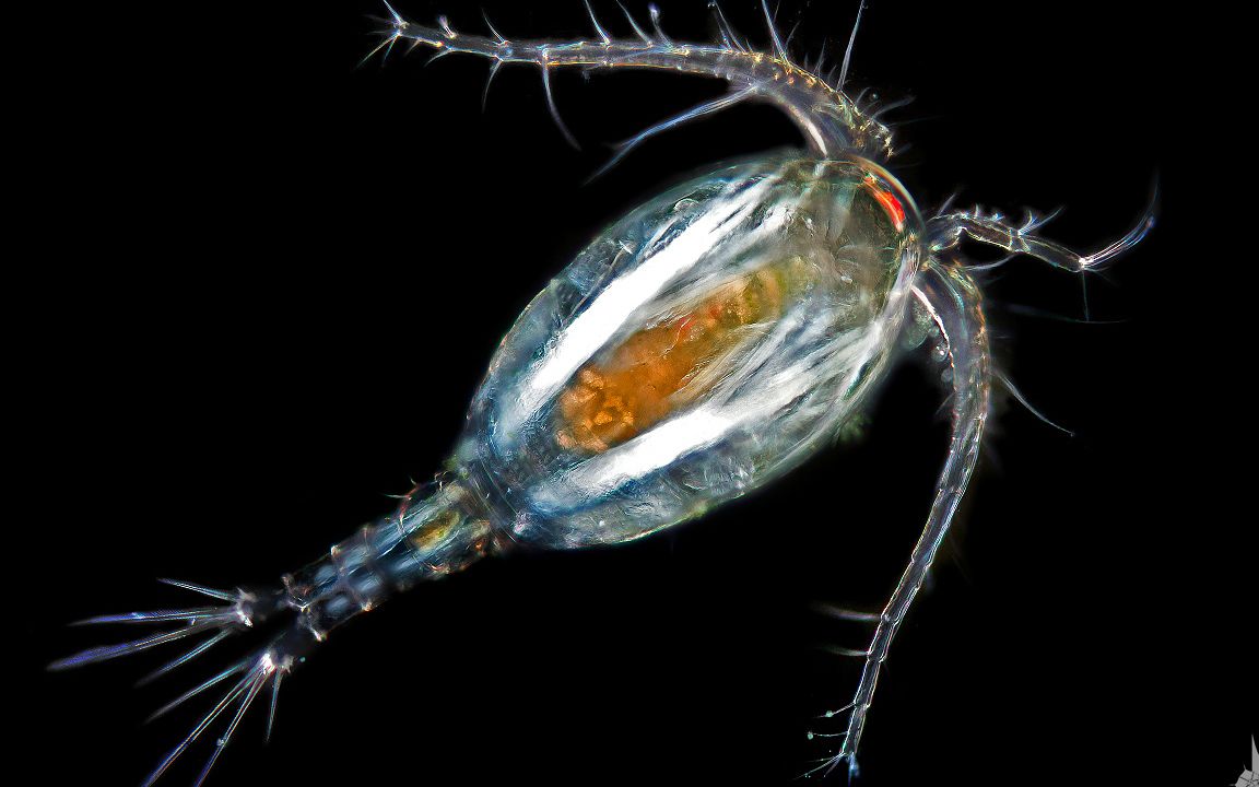 十五万张海洋微生物秘密生活展示，令人惊叹