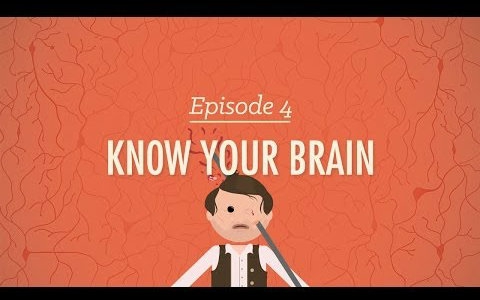 【10分钟心理学速成课】第4集 - 认识你的大脑