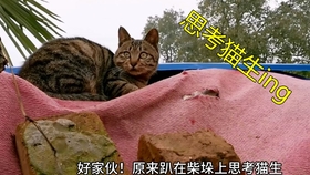 ecf3f6a134b6eb06705b67f71fbe9c70cd6a0b71.jpg@280w_158h_1c_100q.jpg