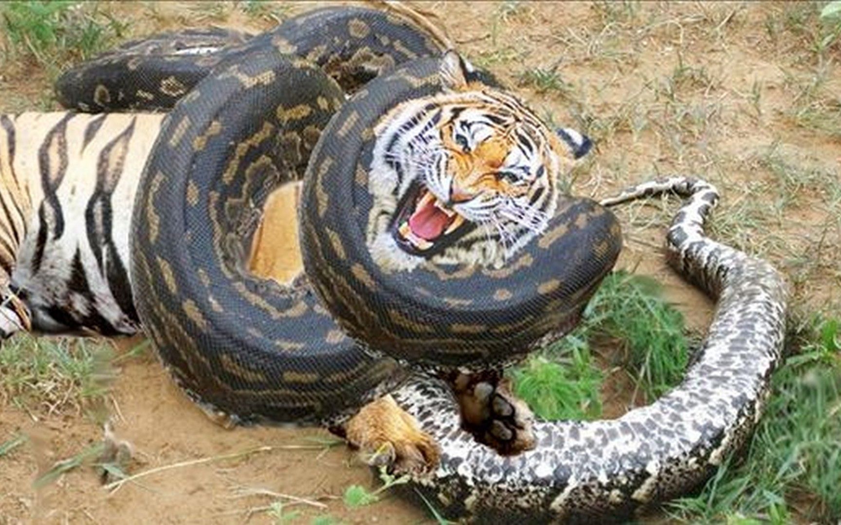 世界上最大的蛇有多大？他们的寿命又是怎样的？_凤凰网视频_凤凰网