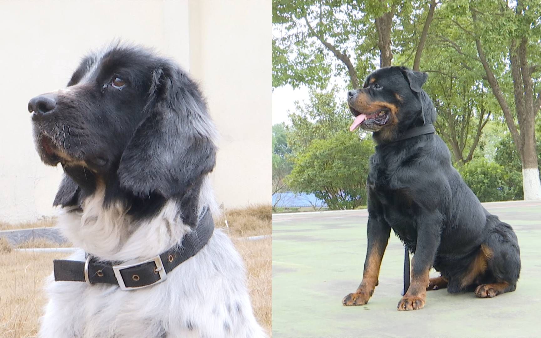 服役十年的两只警犬要退休了，训导员：希望它们能有个好归宿