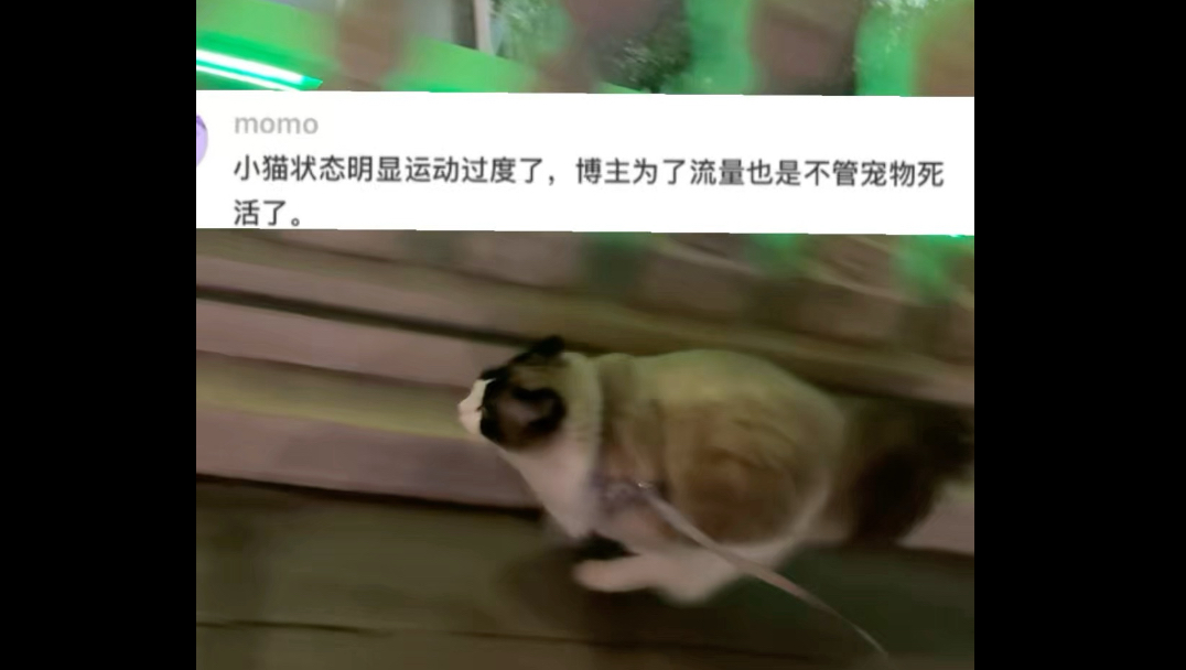 遛猫就是虐猫吗？真的是小猫强迫我跑酷的！！