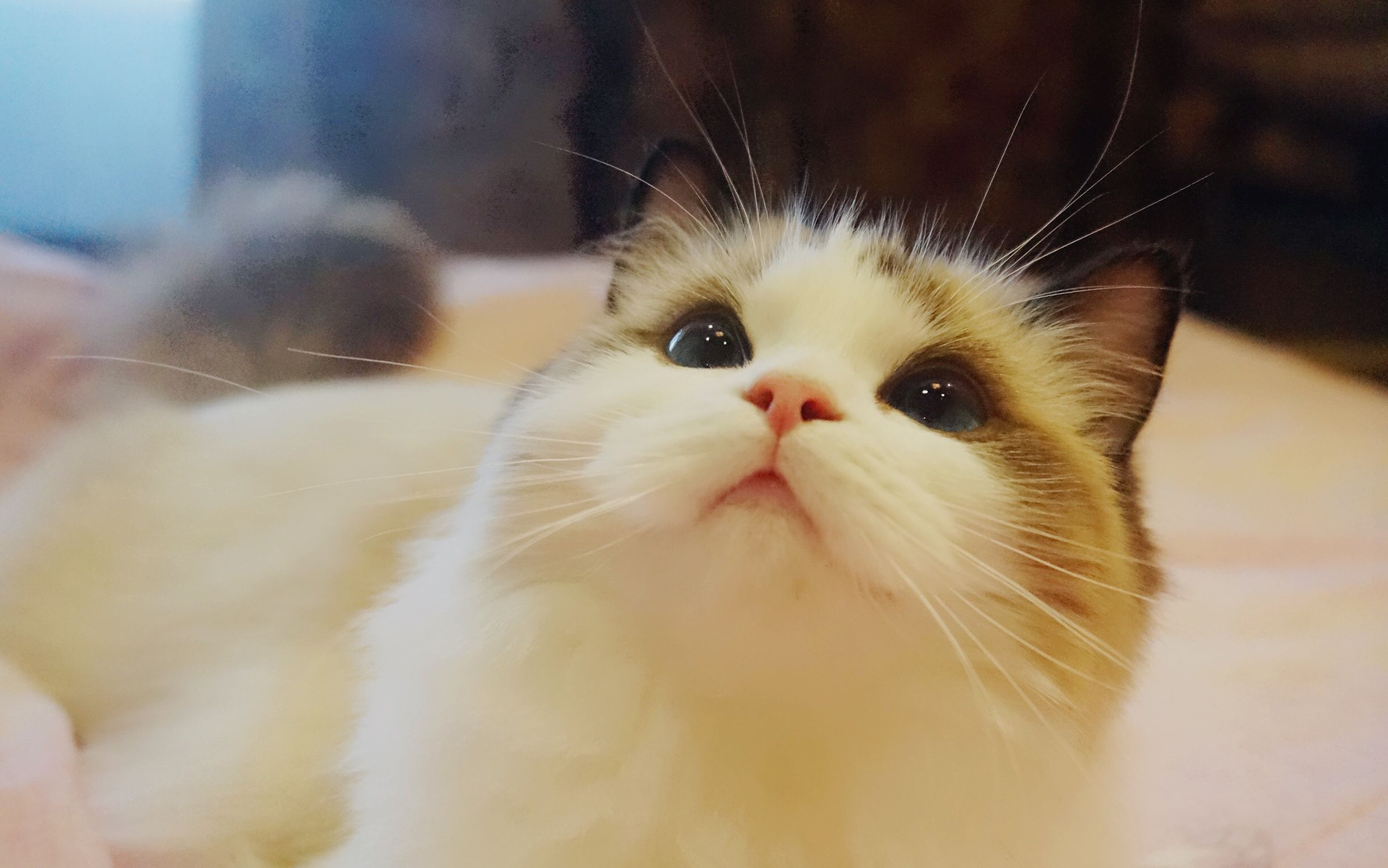 布偶猫科普可爱的布偶喵选猫舍