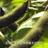 影响世界的中国植物 第07集 大豆