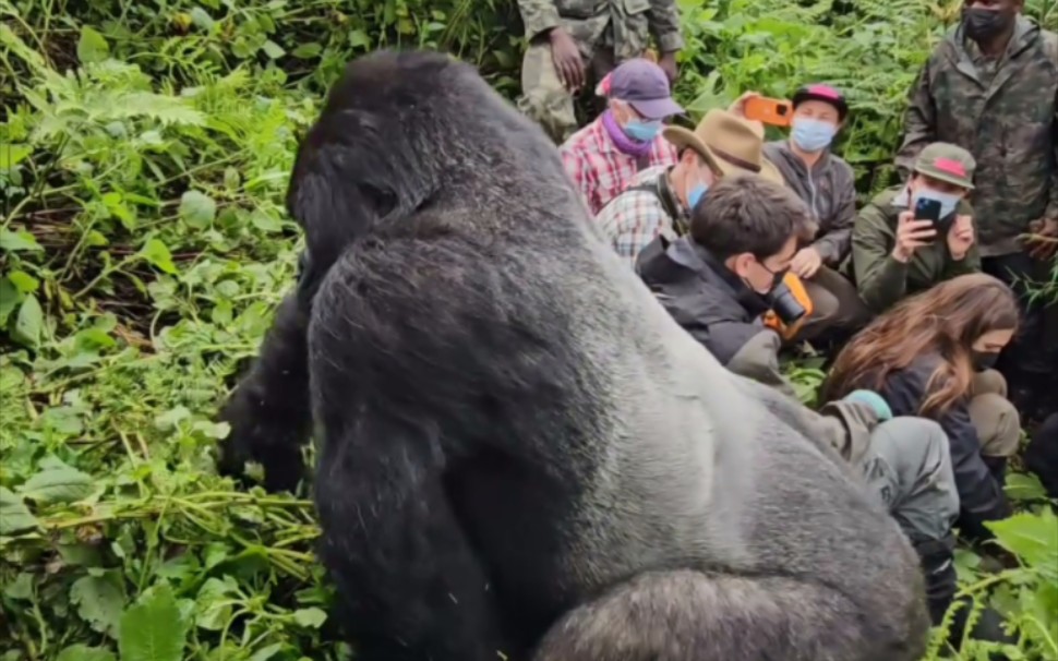 巨型山地大猩猩走过人群 没人敢说话