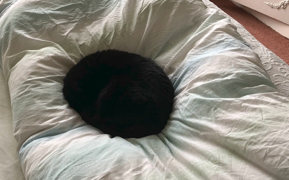 “黑猫即黑洞”