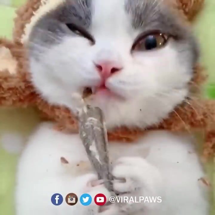 油管搬运猫咪吃小鱼干asmrcutecateatingdryfishasmr