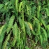 荚囊蕨（Struthiopteris eburnea）