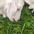看羊吃草真香