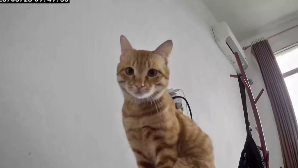人不在家，小猫在家干什么呢