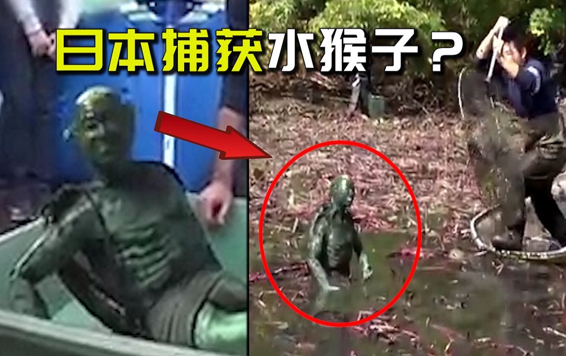 【破解】日本村民捕获“水猴子”？传说中的河童真的存在吗？