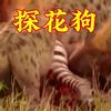 探花狗