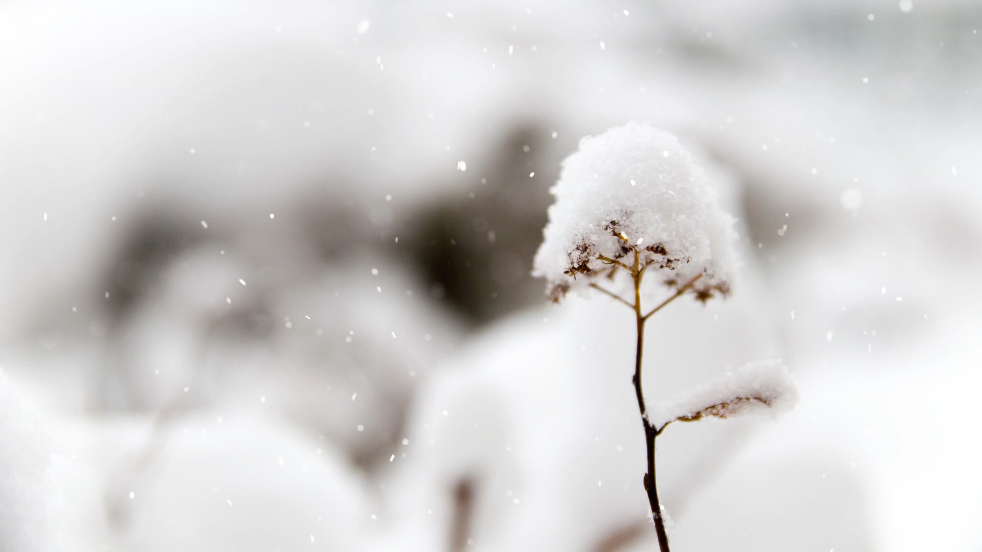 免费照片： 冷, 详细信息, 霜, 冻结, 冰水晶, 雪花, 单色, 冬天, 霜, 雪